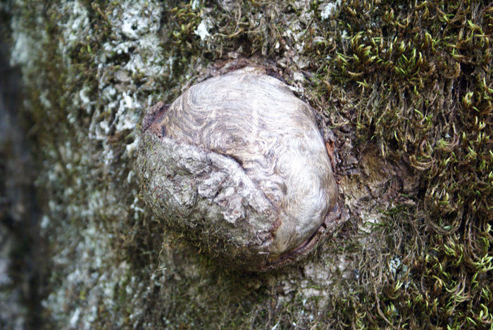 Нарост на дереве Национальный парк Дурмитор, Черногория