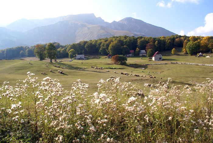 Пасторальная картинка Национальный парк Дурмитор, Черногория