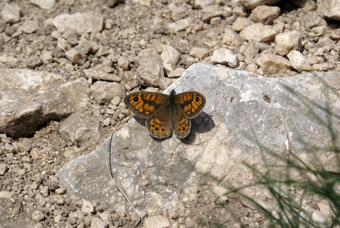 Бабочка на камне Национальный парк Дурмитор, Черногория