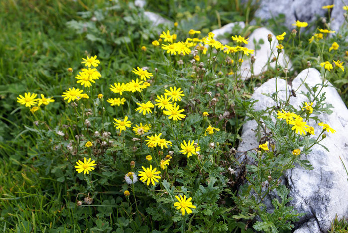 Желтые цветы Национальный парк Дурмитор, Черногория