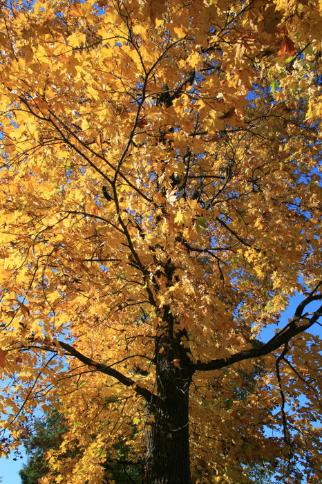 Осень в Дворцовом парке Гатчина, Россия