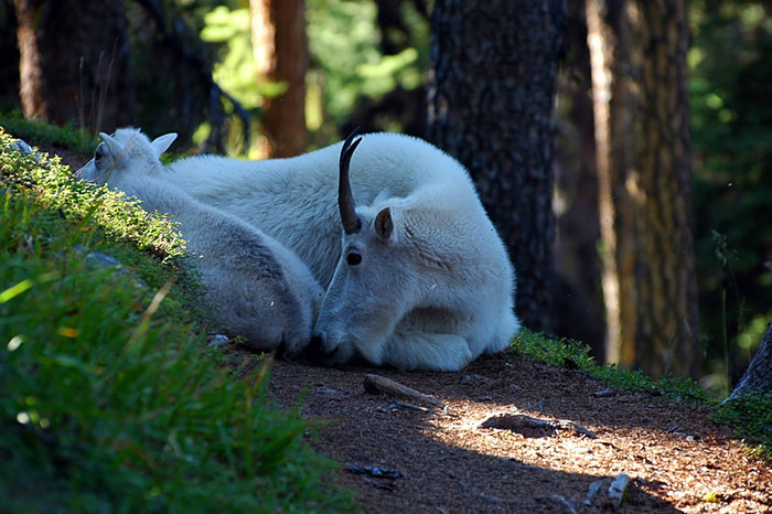 В поисках снежного козла Осойос, Канада