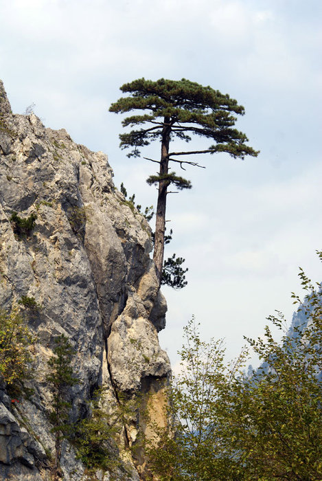 Дерево над обрывом Область Жабляк, Черногория