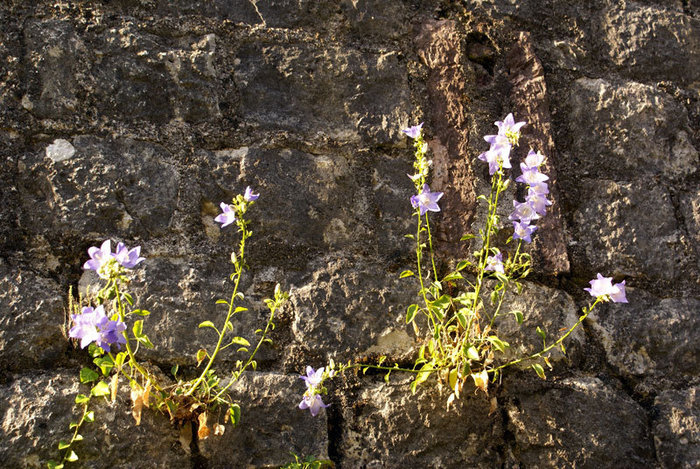 Цветы на камне Пераст, Черногория