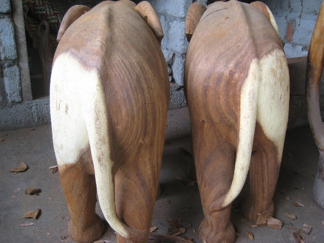 Слоны Шри-Ланка