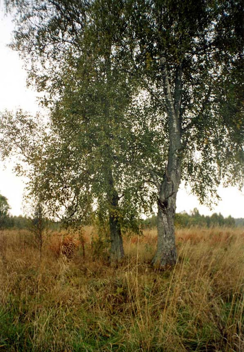 Берёзы на околице исчезнувшей деревни Ишмик Пошехонье, Россия