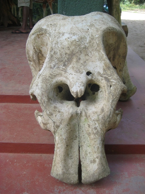 Череп и кости слона Центральная провинция, Шри-Ланка