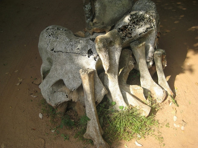 Кости слона Центральная провинция, Шри-Ланка