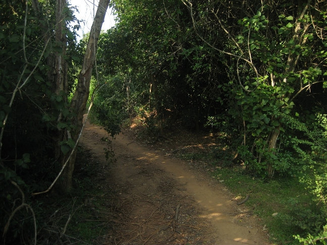 Кое-где дорога ныряет в заросли Центральная провинция, Шри-Ланка