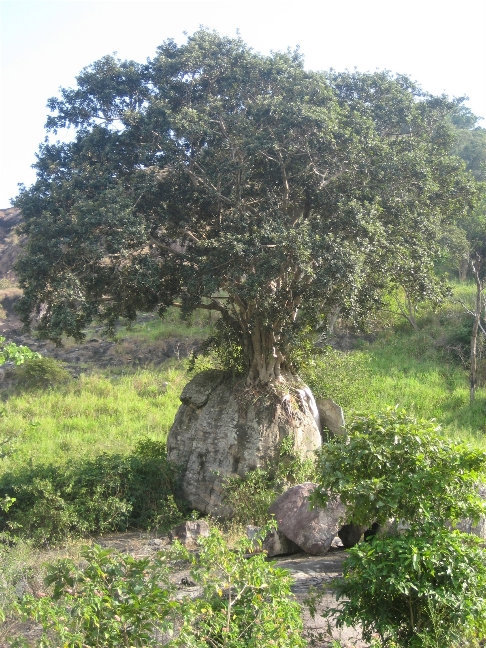 Дерево очень интересно оплело камень корнями Центральная провинция, Шри-Ланка