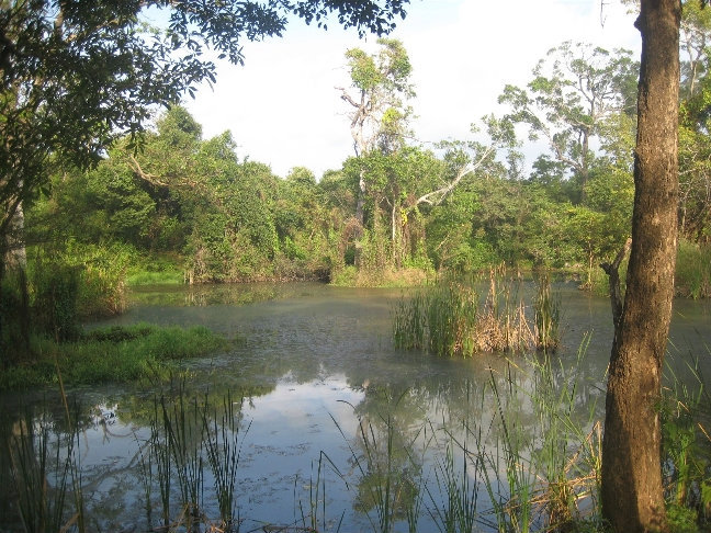А рядом со рвом кое-где можно наткнуться на болота. Сигирия, Шри-Ланка