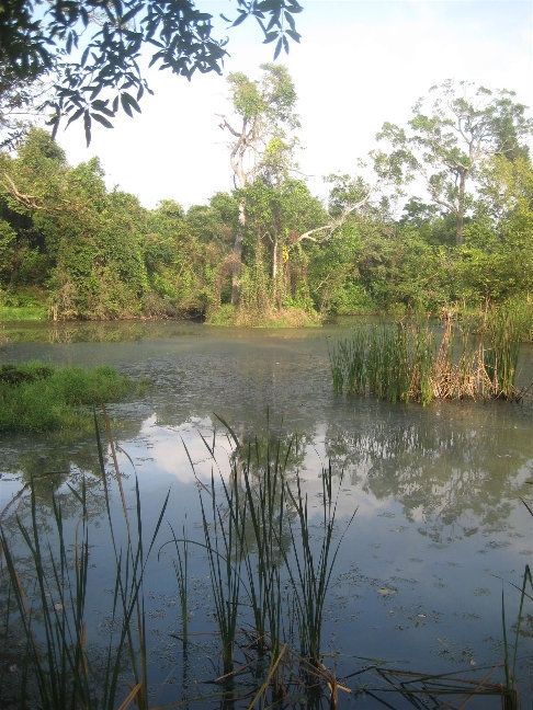 А рядом со рвом кое-где можно наткнуться на болота. Сигирия, Шри-Ланка