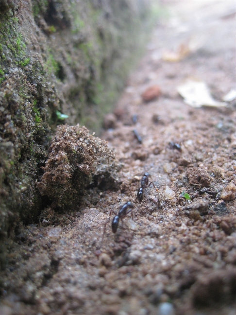 Местные муравьи Сигирия, Шри-Ланка