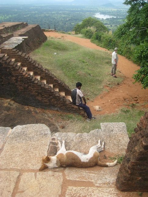 Вездесущие ланкийские собаки и сюда добрались Сигирия, Шри-Ланка