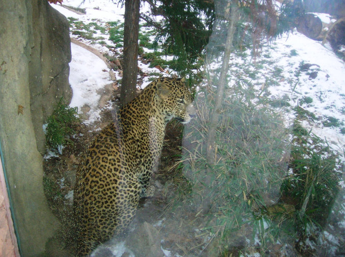 Закалённый леопард Брно, Чехия