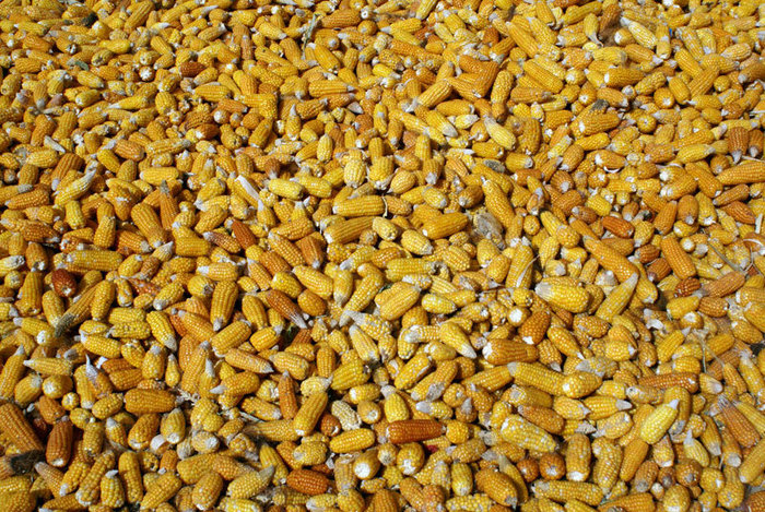 Початки кукурузы Бульман, Марокко