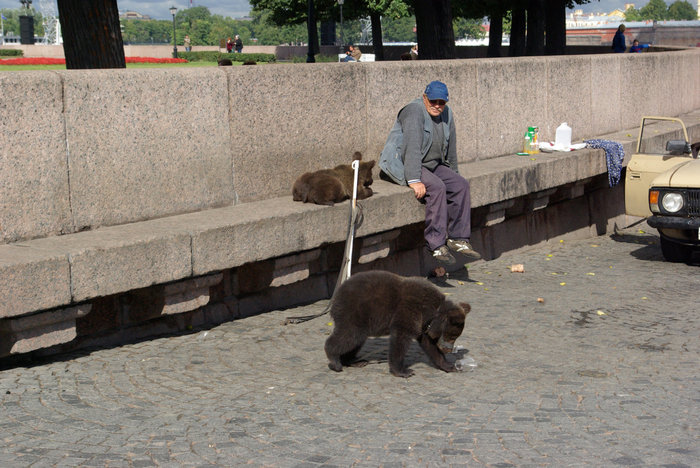 Медведи в городе Санкт-Петербург, Россия