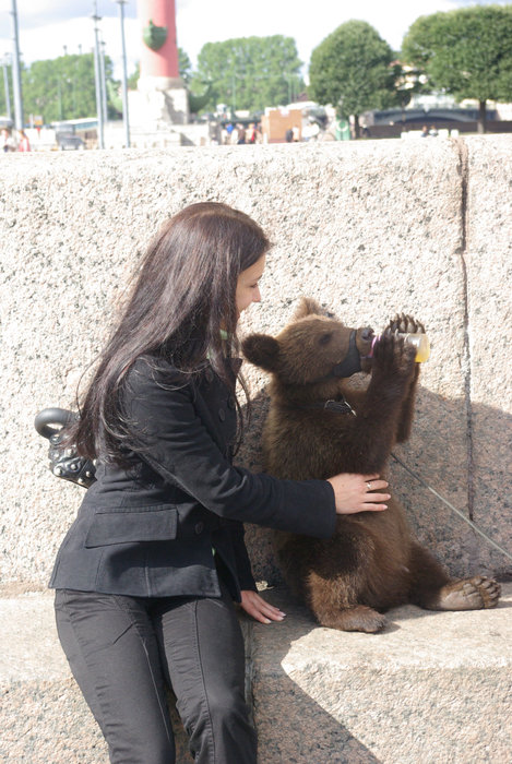 Медведи в городе Санкт-Петербург, Россия