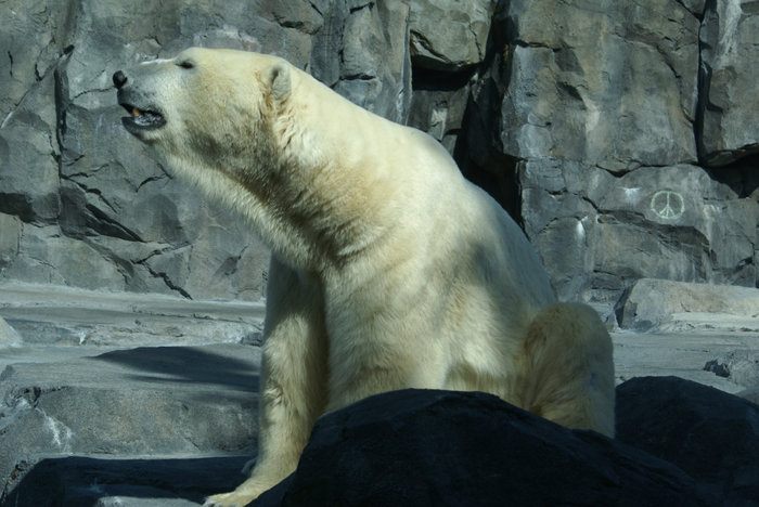 Зоопарк. Медведь Штат Аляска, CША