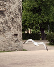 чайка в Старом Таллине