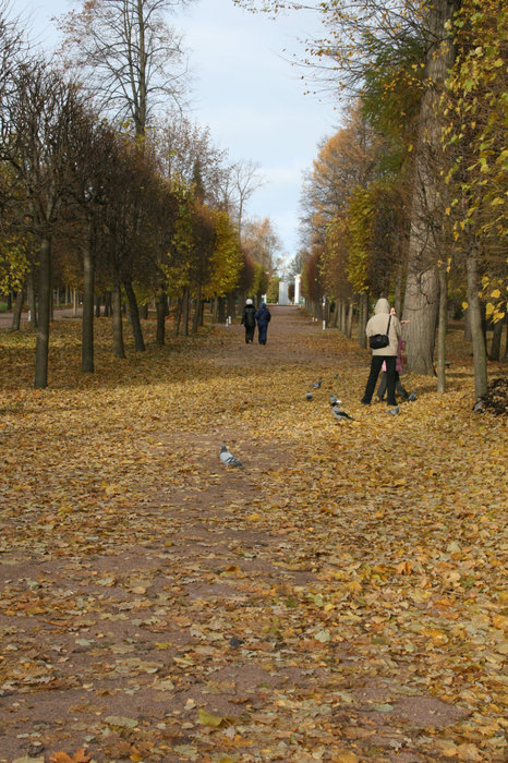 Аллея Нижнего сада Петергоф, Россия