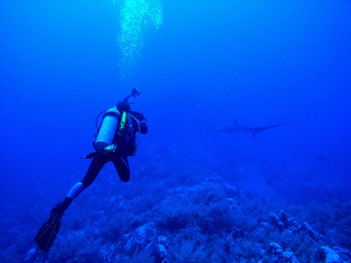 Фотоохотник за акулой Лисой Острова Бразерс, Египет