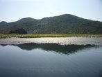 лилии на Скадарском озере