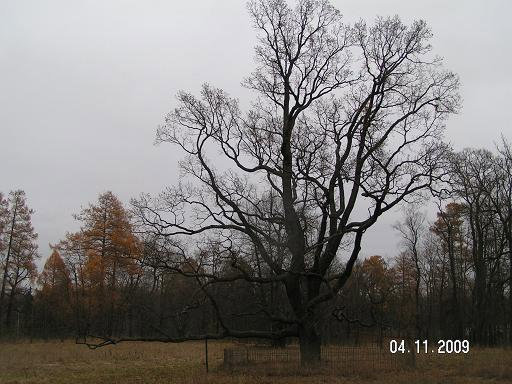 Старое, старое дерево Гатчина, Россия