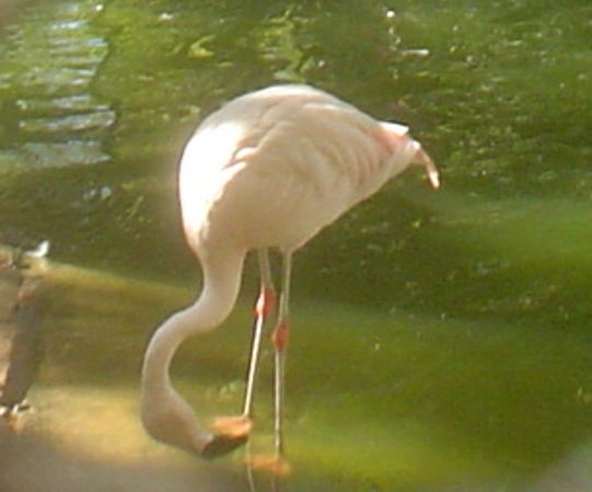 Такие фламинго обитают в Национальном парке в устье реки Масса. 
(Эх, так не хочется признаваться, что эта фотография сделана в зоопарке Агадира! Вот кто бы сам догадался?) Марокко
