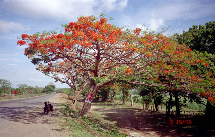 Коробочка Манагуа, Никарагуа