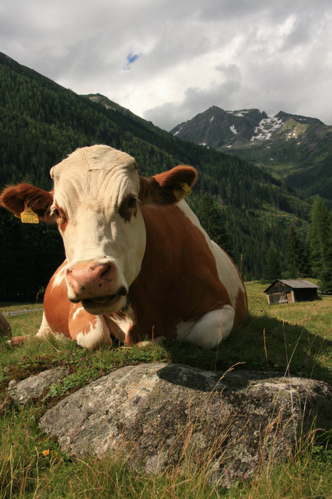 корова с шоколадки Milka Земля Зальцбург, Австрия