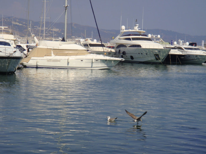 Гигантские чайки любят полакомиться в порту... Марбелья, Испания
