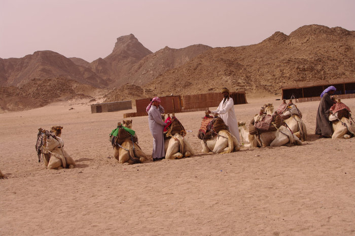 Сахара, верблюды и бедуины - правила выживания! Хургада, Египет