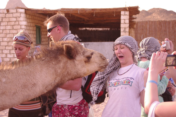 Игра - напои верблюда Хургада, Египет