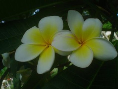 Цветочки Паттайя, Таиланд