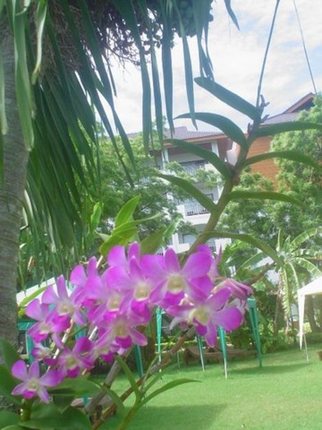 Вид на мой корпус отеля из-под пальмы Паттайя, Таиланд