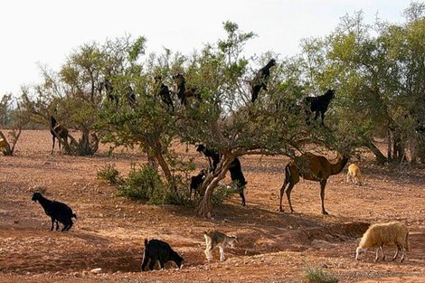 Юг: непртицы на дереве арганы Марокко