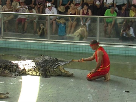 Шоу крокодилов Паттайя, Таиланд