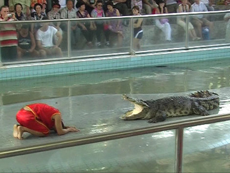 Шоу крокодилов Паттайя, Таиланд