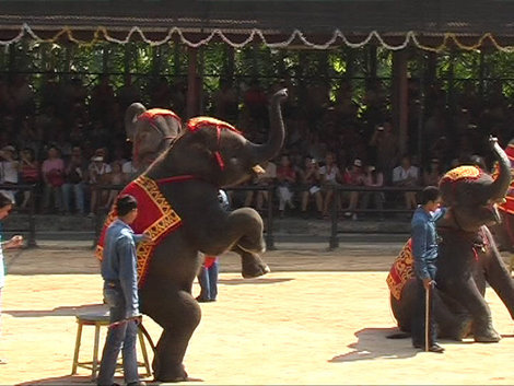 Шоу слонов Паттайя, Таиланд