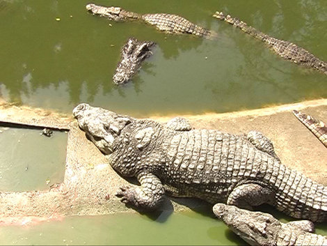 Крокодиловая ферма Паттайя, Таиланд