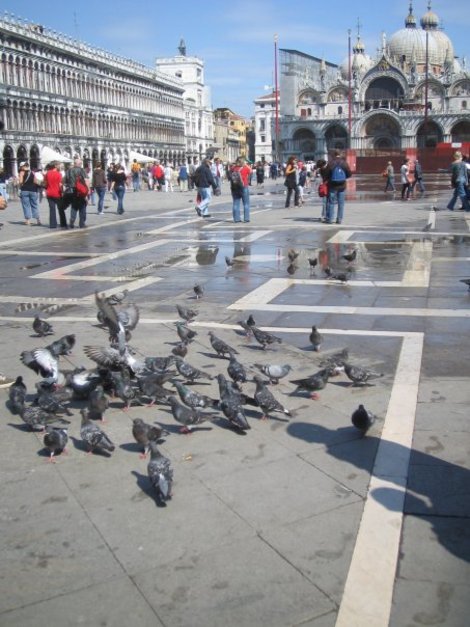 Непременные голуби на площади Сан-Марко Венеция, Италия