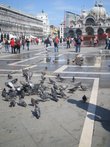 Непременные голуби на площади Сан-Марко