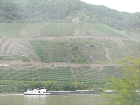 Берега Рейна, покрытые виноградниками Земля Рейнланд-Пфальц, Германия