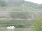 Берега Рейна, покрытые виноградниками