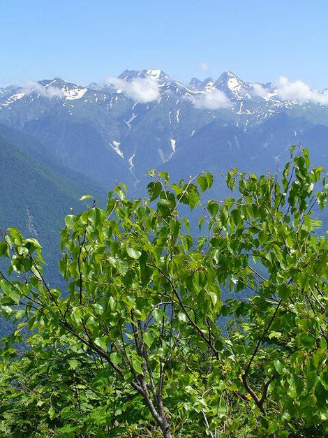 Березовые кудри на фоне гор. Сочи, Россия