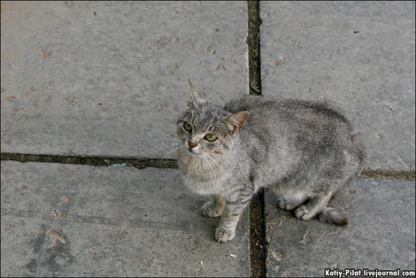 Рязанский кот Рязань, Россия
