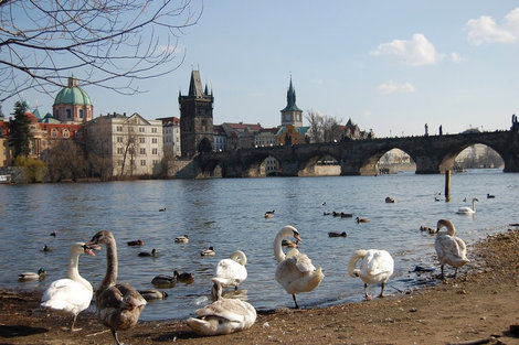 Лебеди на набережной Влтавы Чехия