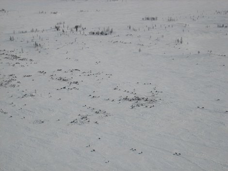 Оленье стадо из вертолета Ямало-Ненецкий автономный округ, Россия