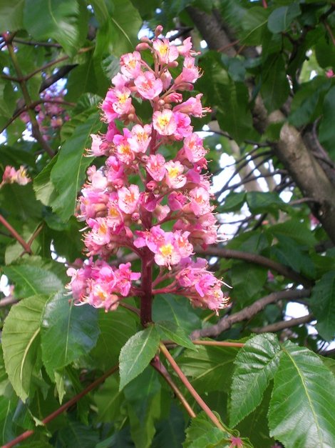 В Гайд-парке цветут каштаны Лондон, Великобритания